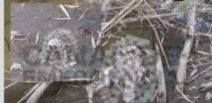 Hallan osamenta humana en El Oasis