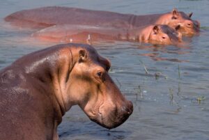 Hipopótamos bajo ataque: cómo la caza furtiva amenaza a una especie clave en Uganda | National Geographic