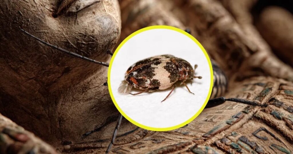 La arqueoentomología demuestra cómo el estudio de los insectos revoluciona la investigación de prácticas funerarias milenarias