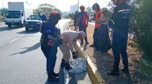Localizan sin vida un cunaguaro al norte de Maracay