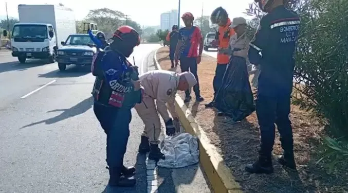 Localizan sin vida un cunaguaro al norte de Maracay