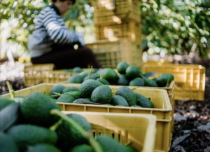 Los aguacateros mexicanos anotan en el Super Bowl