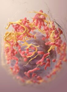 Los científicos están descubriendo cómo hacer que las células cancerosas se autodestruyan | National Geographic