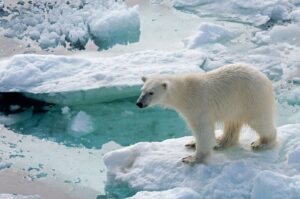 Los osos polares de Svalbard están engordando mientras el hielo marino se derrite: ¿qué pasa en el Ártico? | National Geographic