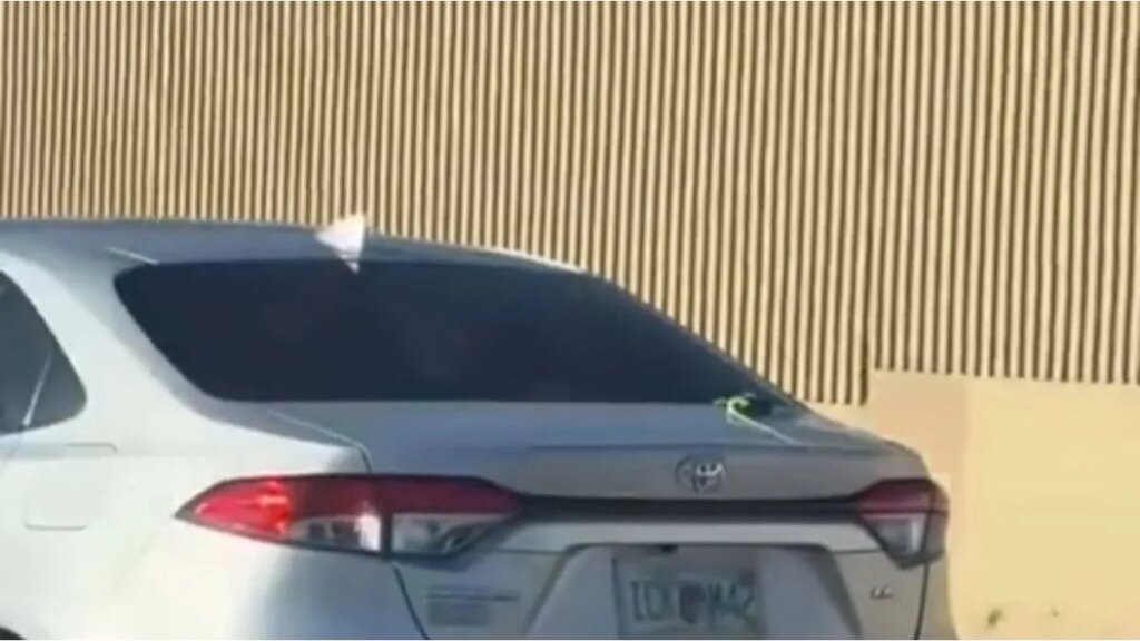 Ola de frío en Florida hace caer iguanas congeladas de los árboles