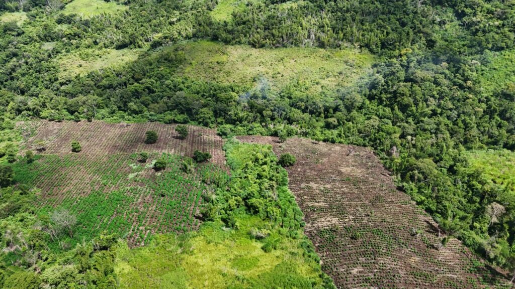 Paraguay destruyó más de 60 toneladas de marihuana en frontera con Brasil - AlbertoNews