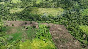 Paraguay destruyó más de 60 toneladas de marihuana en frontera con Brasil – AlbertoNews