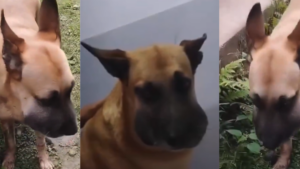 Perrito mordido por serpiente en Ibagué logró recibir atención veterinaria tras urgente llamado ciudadano en redes sociales