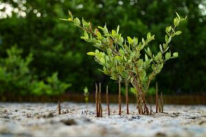 Recolectan semillas de mangle rojo para Plan Nacional de Reforestación