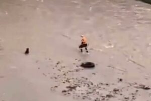 Rescatista muere tras intentar salvar a un perro en Perú