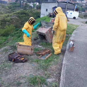 Reubican colmena de abejas en Capacho Viejo