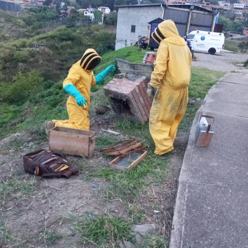 Reubican colmena de abejas en Capacho Viejo