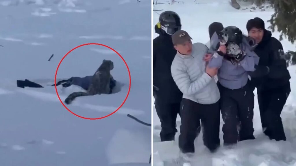 Revelaron la selfie que se sacó la esquiadora antes de ser atacada por un leopardo de las nieves