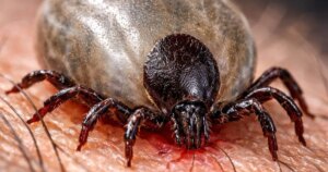 Se descubre cómo la garrapata podría ayudarnos a combatir el cáncer o la esclerosis múltiple