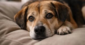¿Tener mascota no mejora tu salud?