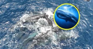 11 cachalotes coordinan un parto en pleno océano durante 33 minutos