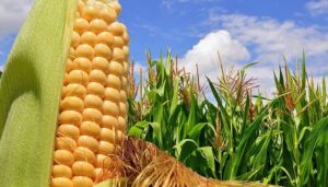 Más de US$300 por tonelada de maíz: Esquema de precios acordados busca certidumbre para el agro – AlbertoNews