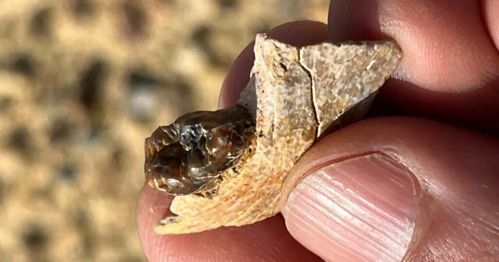 Arqueólogos descubren un extraordinario fósil que cambia el origen de los simios: Egipto tenía la clave