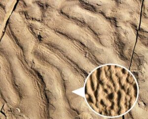 Arrugas hechas por microbios en la superficie de rocas