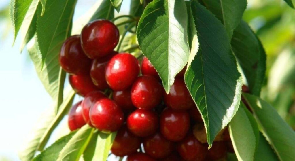 Calatayud (Zaragoza) impulsa la creación de una FP y un grado universitario para el sector de la fruta