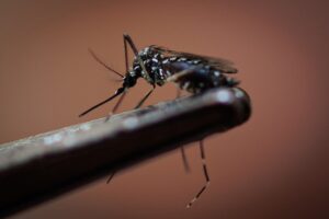 Cuatro muertos y 1.390 casos de dengue en el primer trimestre de 2026 en Panamá – AlbertoNews