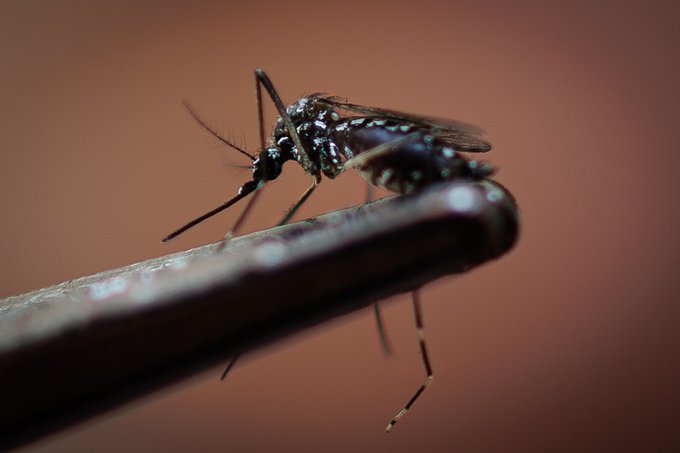 Cuatro muertos y 1.390 casos de dengue en el primer trimestre de 2026 en Panamá - AlbertoNews