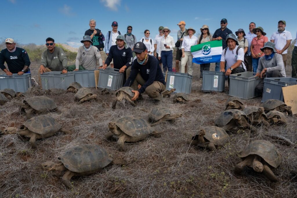 Después de 175 años, las tortugas gigantes de Galápagos regresan a casa, al archipiélago donde estuvo Darwin | National Geographic