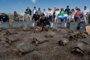 Después de 175 años, las tortugas gigantes de Galápagos regresan a casa, al archipiélago donde estuvo Darwin | National Geographic