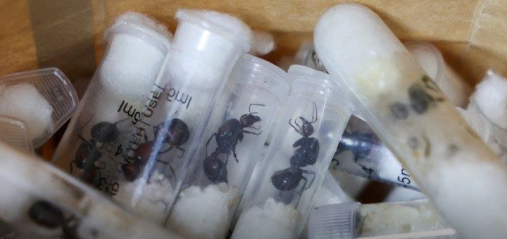 Detenido en Kenia por intentar traficar con miles de hormigas exóticas