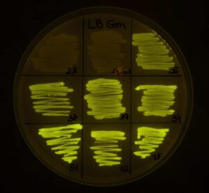 Domestican una bacteria mediante computación viviente