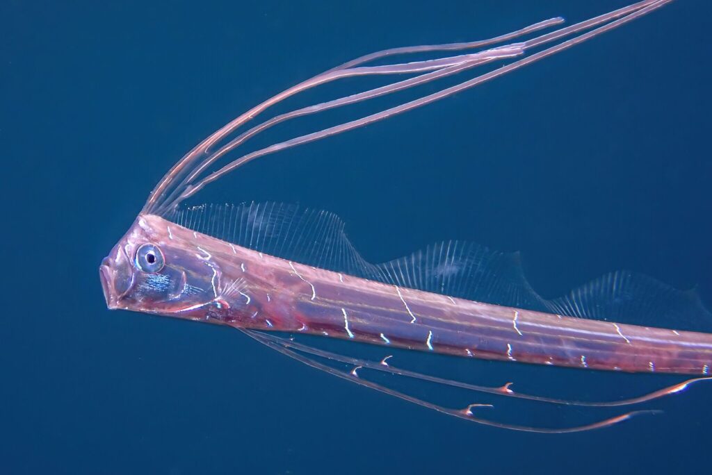 Dónde habita realmente el pez remo, el misterioso “pez del fin del mundo” visto en playas de México