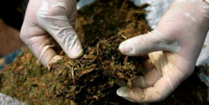 Ecuador incauta 530 kilos de marihuana y detiene a un hombre en frontera con Colombia – AlbertoNews