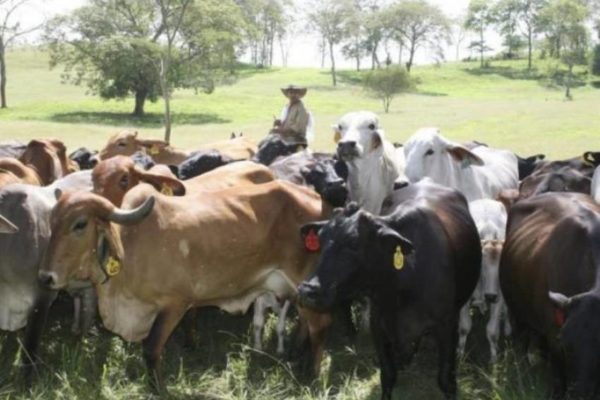 El 80% del rebaño ganadero venezolano está en manos de pequeños y medianos productores