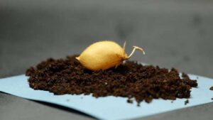 Es factible cultivar garbanzos en la superficie de la Luna