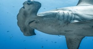 La ONU declara 40 nuevas especies protegidas, incluidas el guepardo y el tiburón martillo – AlbertoNews