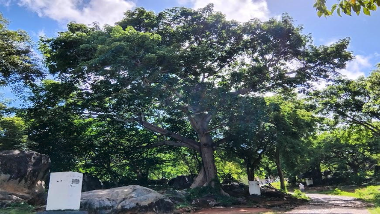 La ceiba un árbol emblemático para Ciudad Bolívar (I Parte)