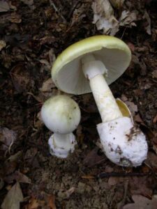 Las ventajas evolutivas de la toxicidad en los hongos