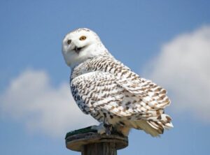 Lechuza de Harry Potter, entre las nuevas 40 especies migratorias con protección internacional