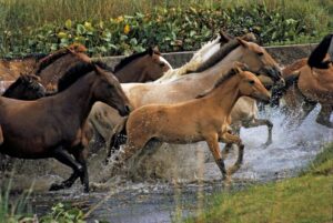 Los caballos pueden oler el miedo de los humanos, según un nuevo estudio | National Geographic
