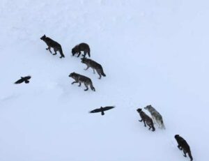 Los inesperados conocimientos que los cuervos tienen sobre los lobos