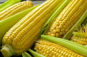 Más de US$300 por tonelada de maíz: Esquema de precios acordados busca certidumbre para el agro