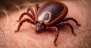 No te va a gustar saber cuánto tiempo puede vivir una garrapata en tu alfombra