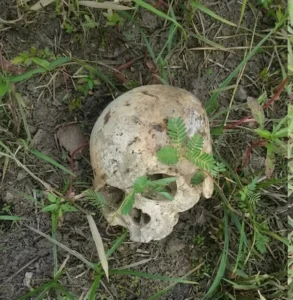 Osamenta fue encontrada por vecinos en Puerto Cabello 