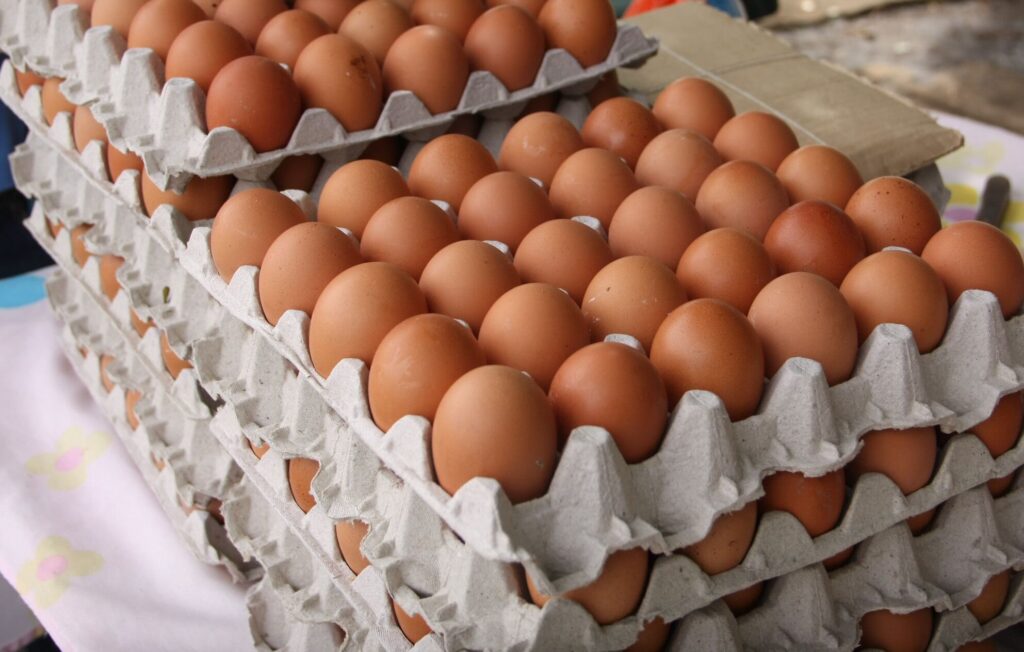 Producción avícola en Venezuela busca recuperar niveles históricos de huevos y pollo - AlbertoNews