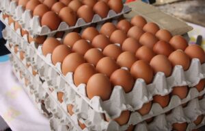 Producción avícola en Venezuela busca recuperar niveles históricos de huevos y pollo – AlbertoNews
