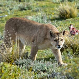 Puma atacó e hirió de gravedad a un hombre en Carabobo