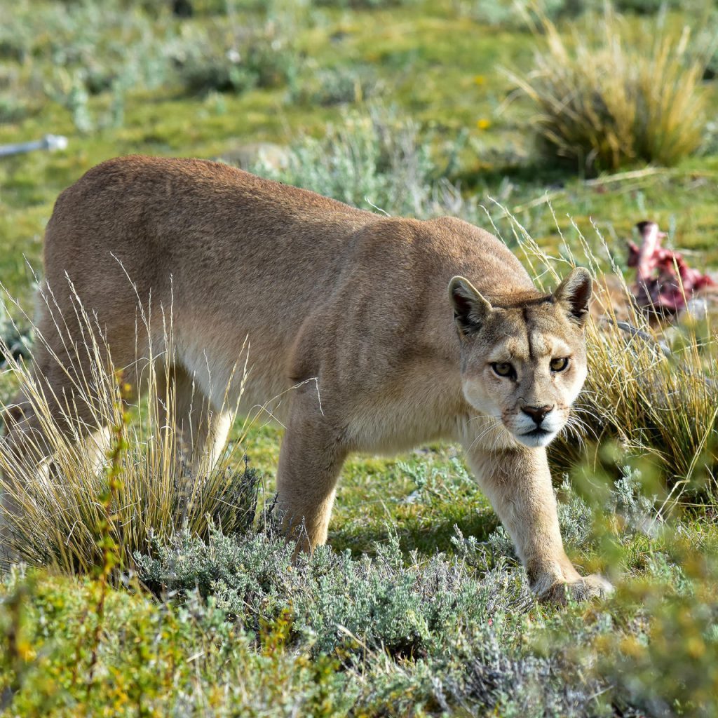 Puma atacó e hirió de gravedad a un hombre en Carabobo