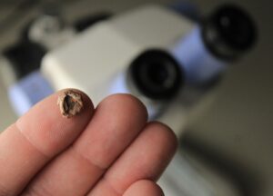 Un cráneo que cabe en la punta del dedo: encontraron un fósil de 9.5 mm, el más pequeño de Sudamérica | National Geographic