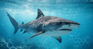 Un estudio detecta cocaina y cafeina en los tiburones de las Bahamas