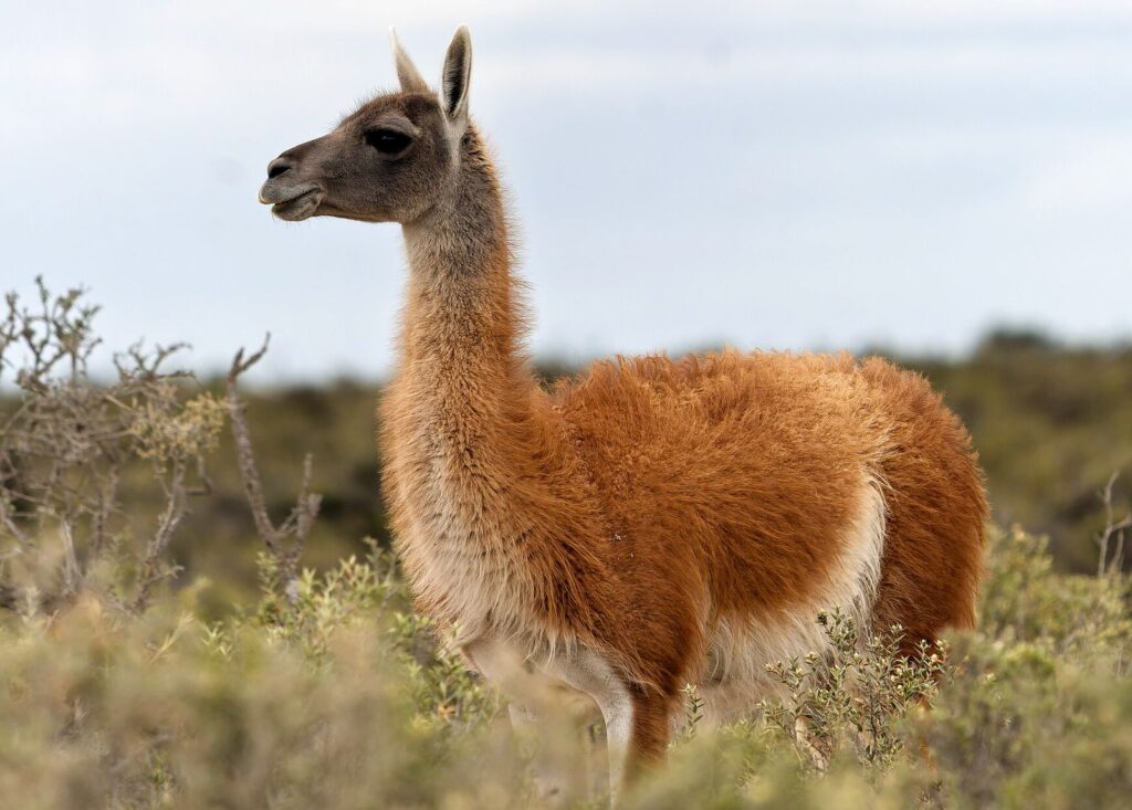 Un pariente del camello en Sudamérica: cuatro datos sobre el guanaco, un animal ancestral de la Patagonia | National Geographic